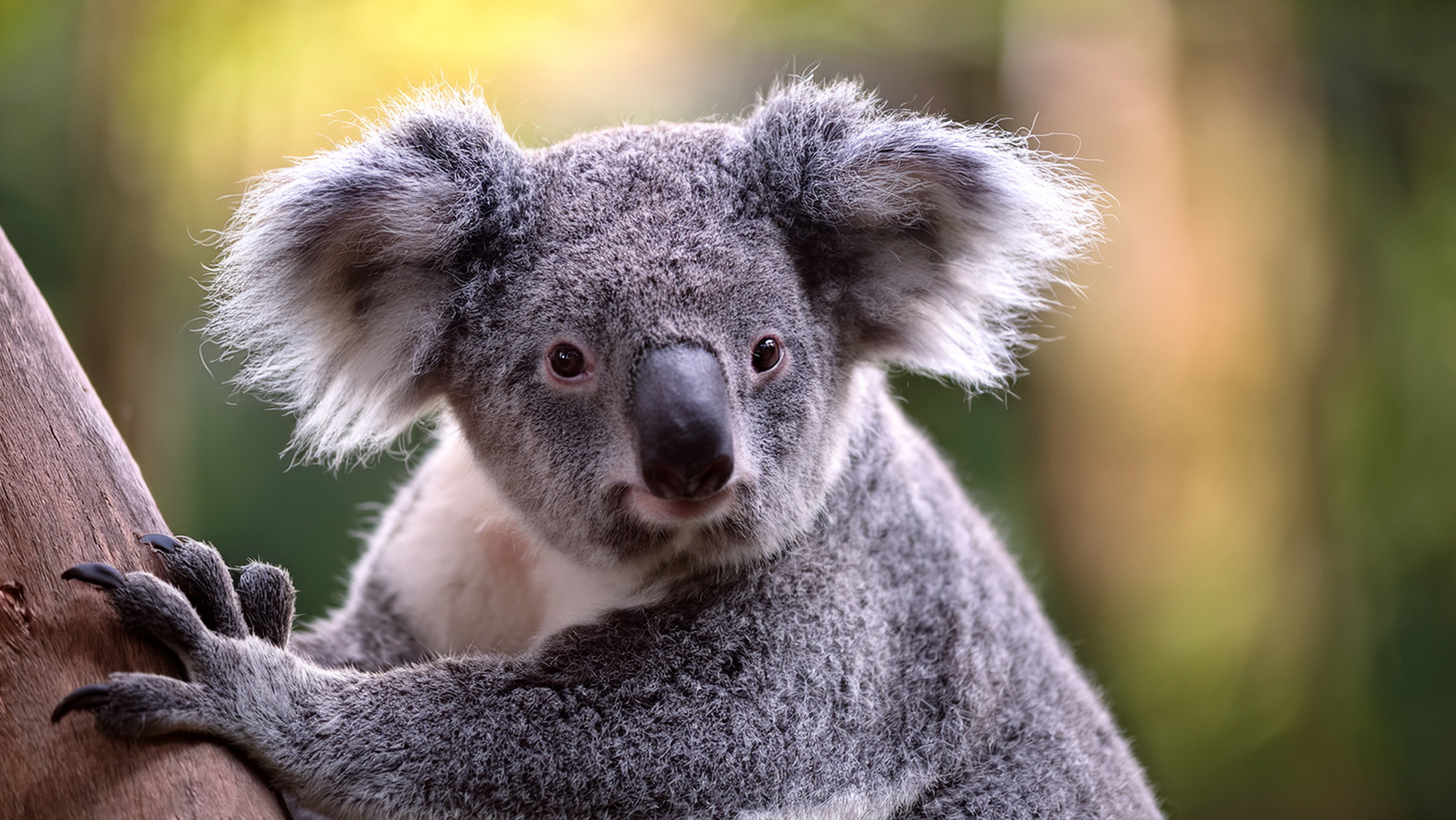 オランダ初、コアラの赤ちゃん誕生―レーネンの動物園で快挙