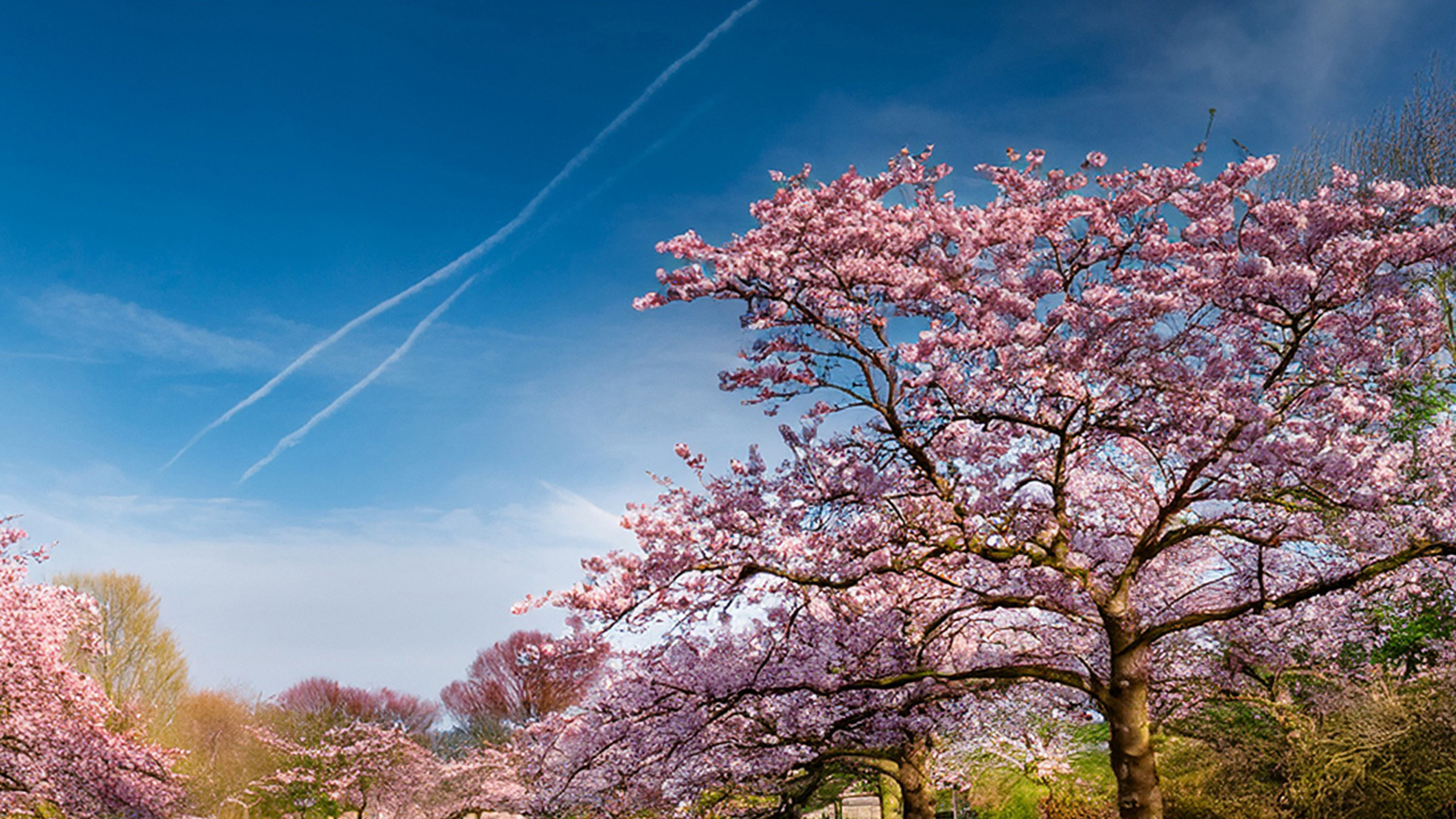 アムステルダムの桜名所、桜400本を植え替えへ―木の老化進む