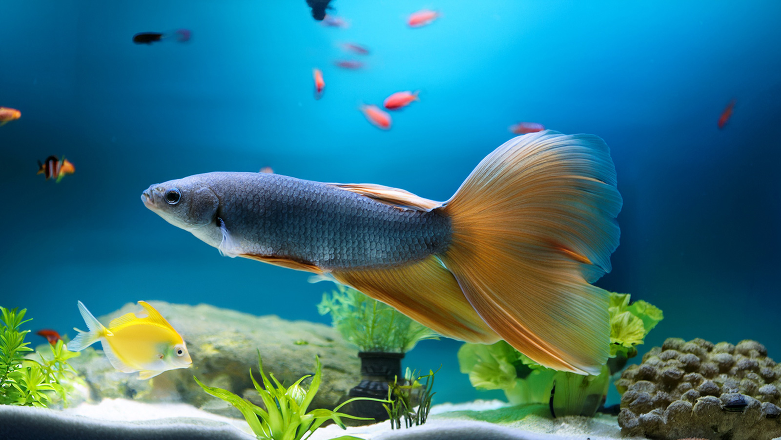 アルティス動物園の水族館―5年の改修を経て2026年6月に新装オープン