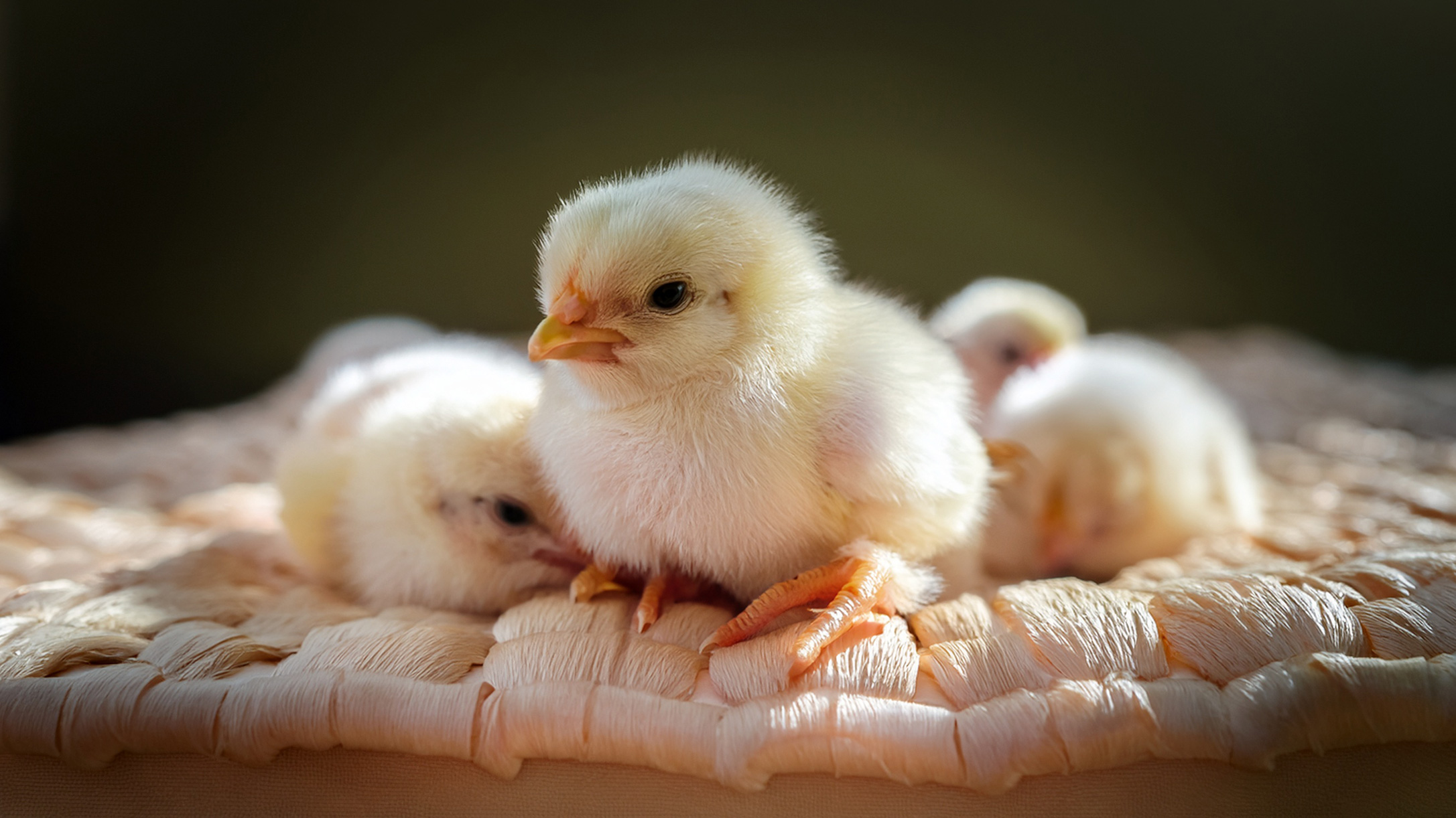 オランダで約6か月ぶりに鳥インフル発生、7万1千羽が殺処分