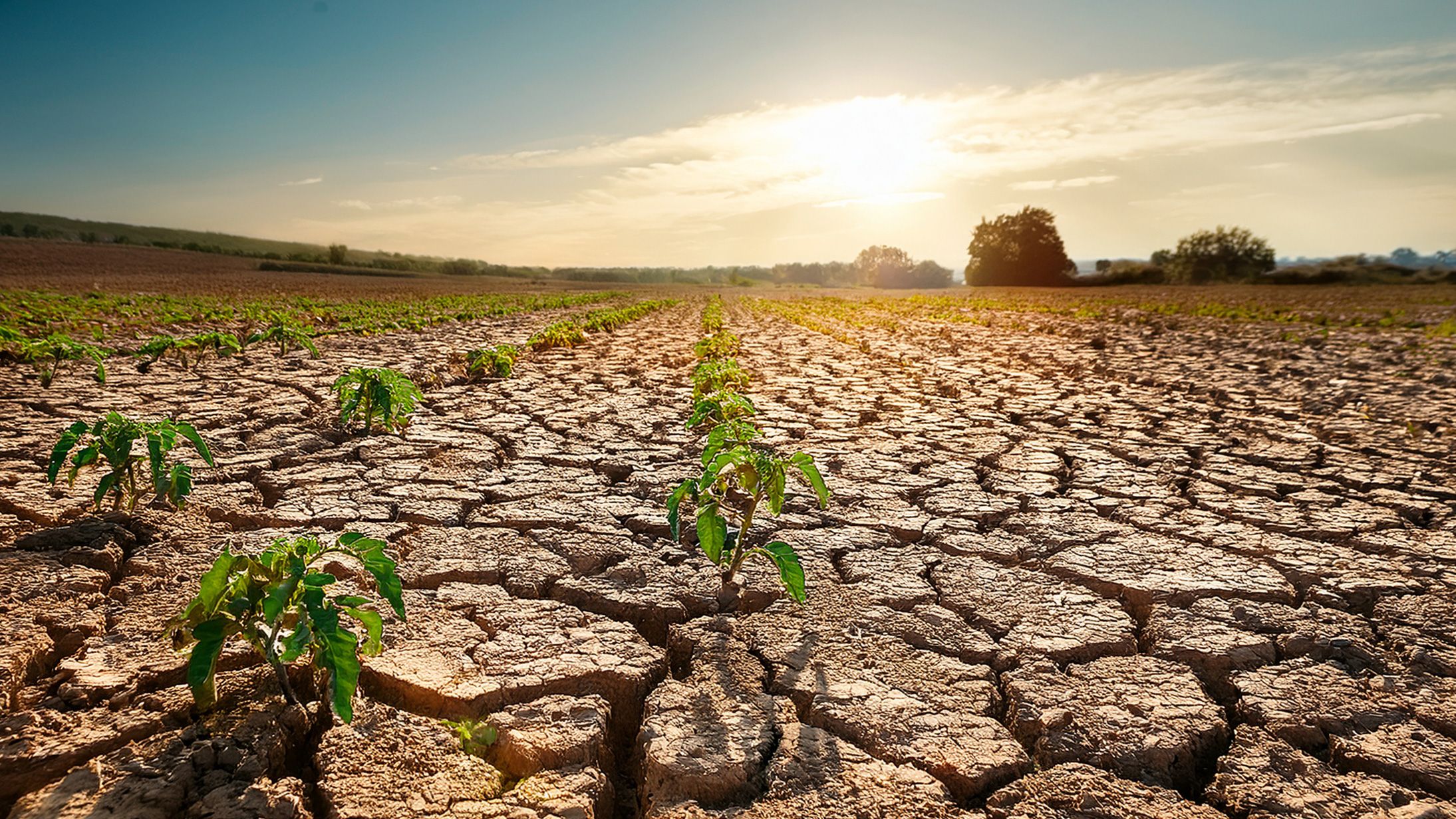 2025年春はオランダ史上最も乾燥した春に、降水量は1976年から半減