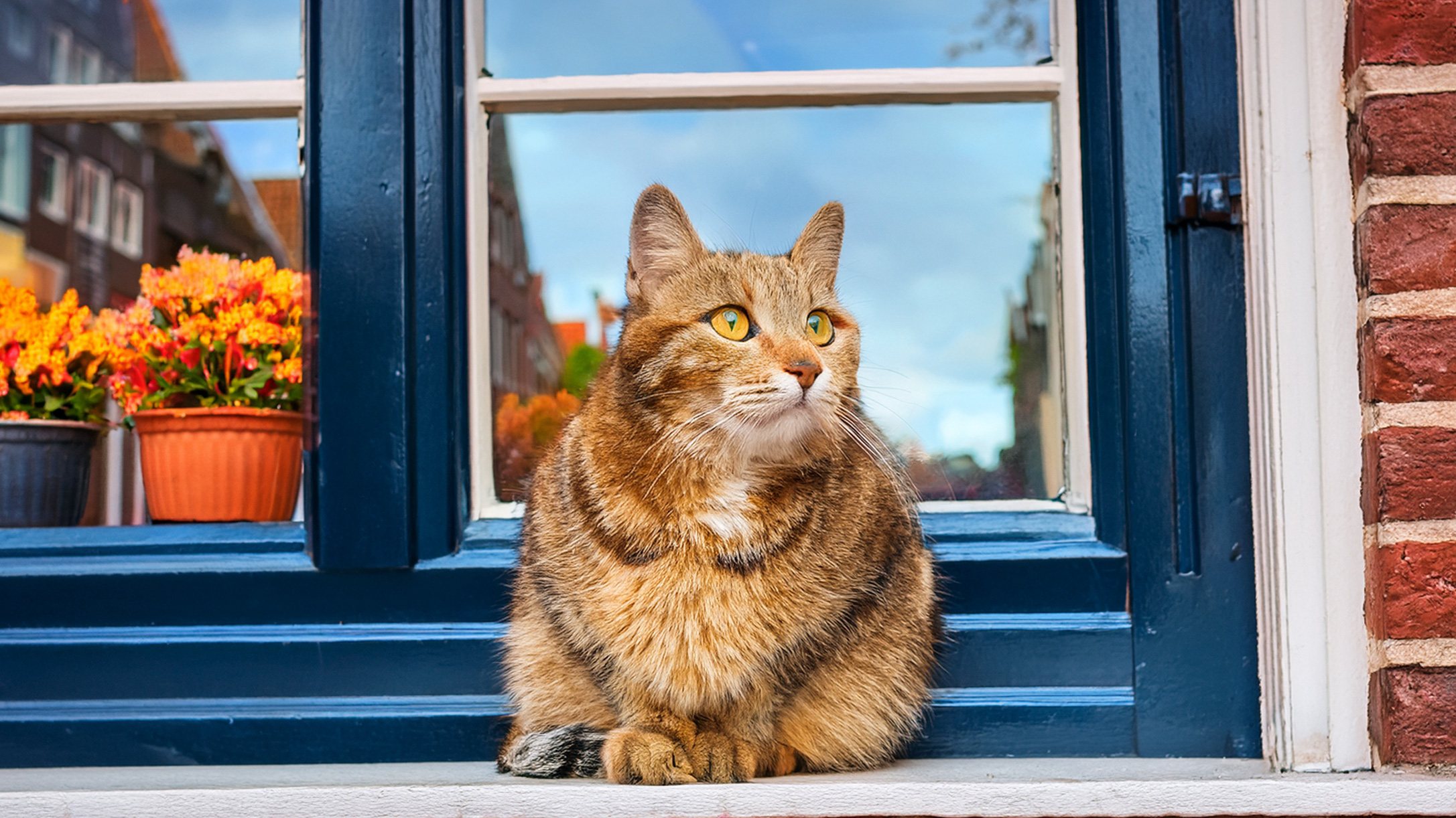 「猫は外に出る権利がある」―ハーレム地裁、猫の外出禁止をめぐる判決