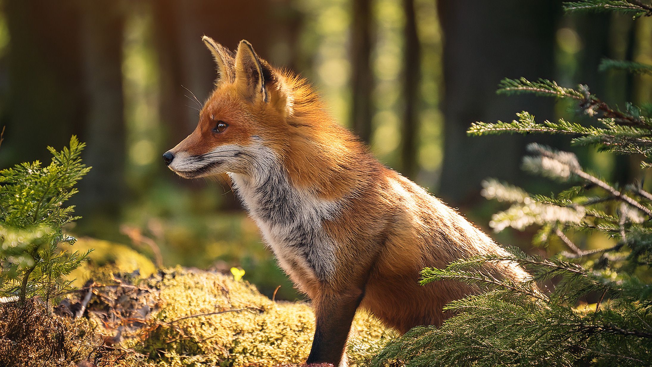 エメンの動物園で野生のキツネがペンギン2羽を襲撃・死亡