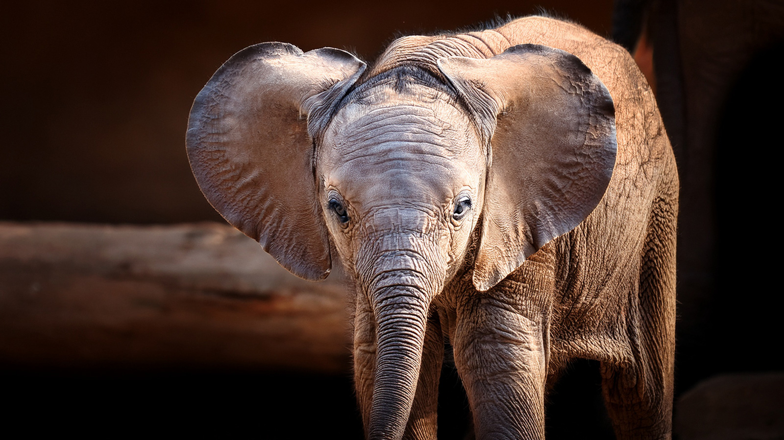 アムステルダムのアルティス動物園でアジアゾウのオス誕生