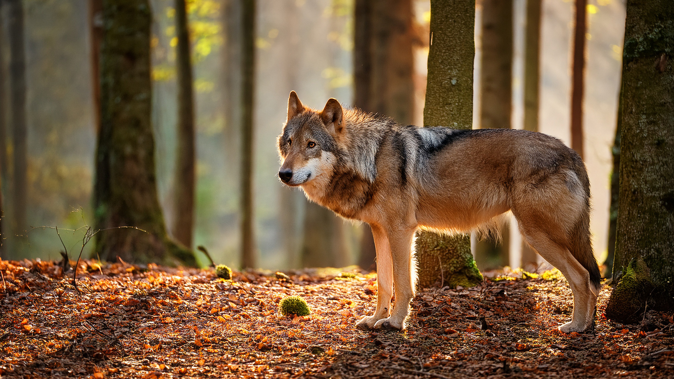 ユトレヒト州で6歳男児がオオカミらしき動物に森に引きずり込まれ襲われる