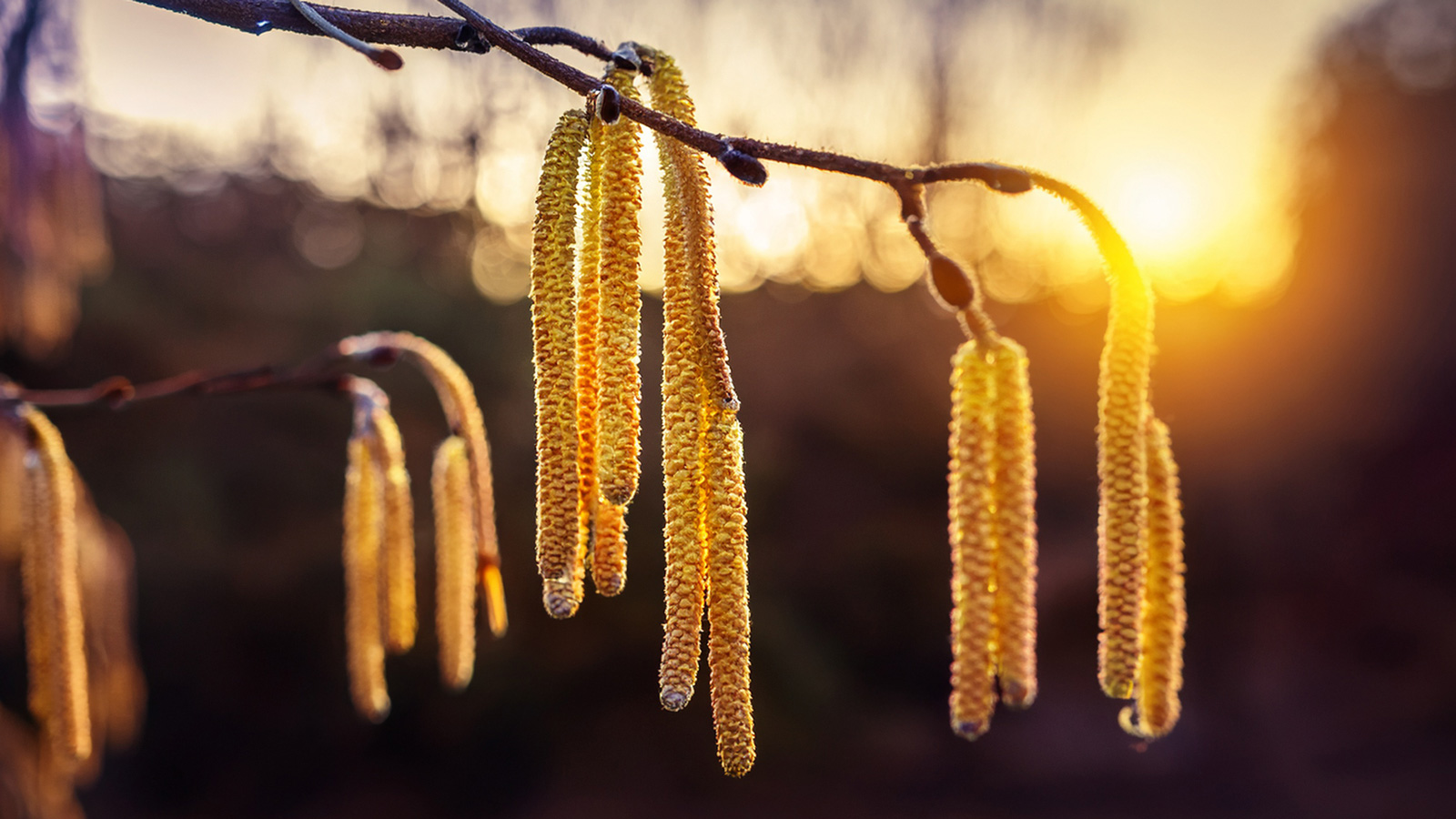 12月なのに花粉が飛ぶ―ヘーゼル異例開花で花粉症シーズン前倒しの懸念